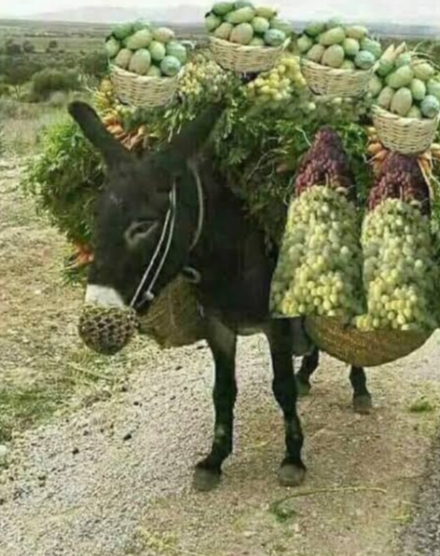 غاب يومين .. عاد محمل بالخضروات والفاكهه