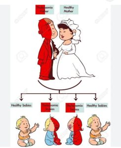 الرد على رسالة مرض الثلاسيميا والزواج 